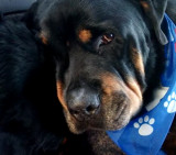 Rottweiler