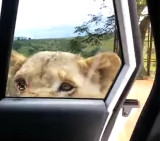 León abre la puerta de un auto y aterroriza a turistas (youtube)