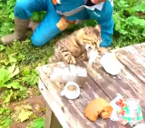 Gato pescador