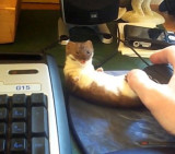 Comadreja vs. el mouse