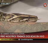 Boa en Chiche Gelblung (Canal 26)
