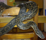 Boa Margarita