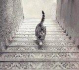 Gato