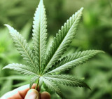 Marihuana