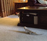 Chiuhahua vs. Lagarto
