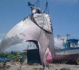 Mantaraya gigante