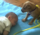 Cachorro que no deja de ser niñero (Youtube)