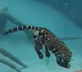 Jaguar caza bajo el agua (Youtube)