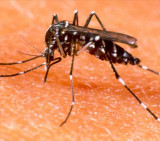 Dengue