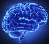 Test para el cerebro