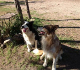 Perros