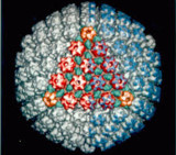 Virus del herpes