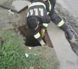 Bomberos voluntarios rescatan a perro