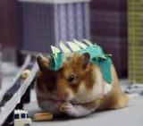 Hamster-Godzilla (Youtube)