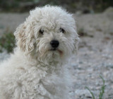 Caniche toy
