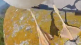 Gaviota que roba comida