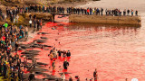 Masacre de ballenas en Dinamarca