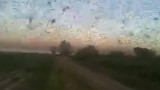 Invasión de langostas en Santiago del Estero