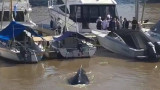 Ballena en Puerto Madero