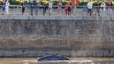 Ballena en Puerto Madero (NA)