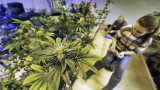 Marihuana