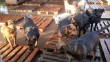 Perros víctima de inundaciones