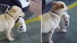 Perro pasea a su cachorro en una bolsa de plástico