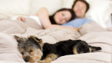 Dormir con tu mascota