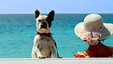 Mascotas de vacaciones