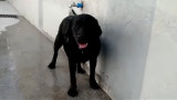 Labradora que se baña sola (Youtube)