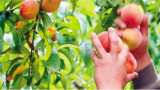 Productores de fruta