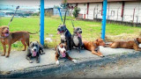 Pitbull