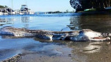 Monstruo marino en Australia
