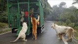 Animales sueltos en zoológico