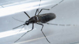 Zika - Aedes-aegypti (Reuters)