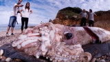 Calamar gigante