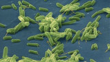 Bacteria