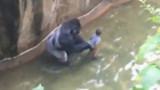 Matan a gorila en zoológico
