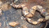 Serpiente decapitada se muerde a sí misma