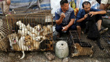 Festival de carne de perro de Yulin