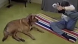 Perro que hace yoga