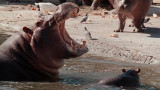 Zoologico porteño