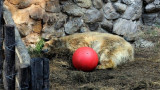Murió el Oso Arturo