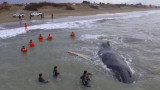 Ballena encallada en Mar del Tuyu (Twitter)