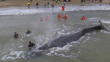 Ballena en Mar del Tuyú (NA)
