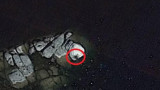 Insecto gigante en Google