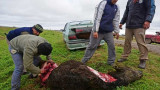 Faenaron vacas en la autopista