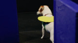 Perro que juega al Pac Man