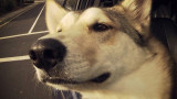 Perro