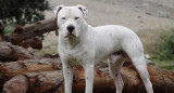 Dogo argentino